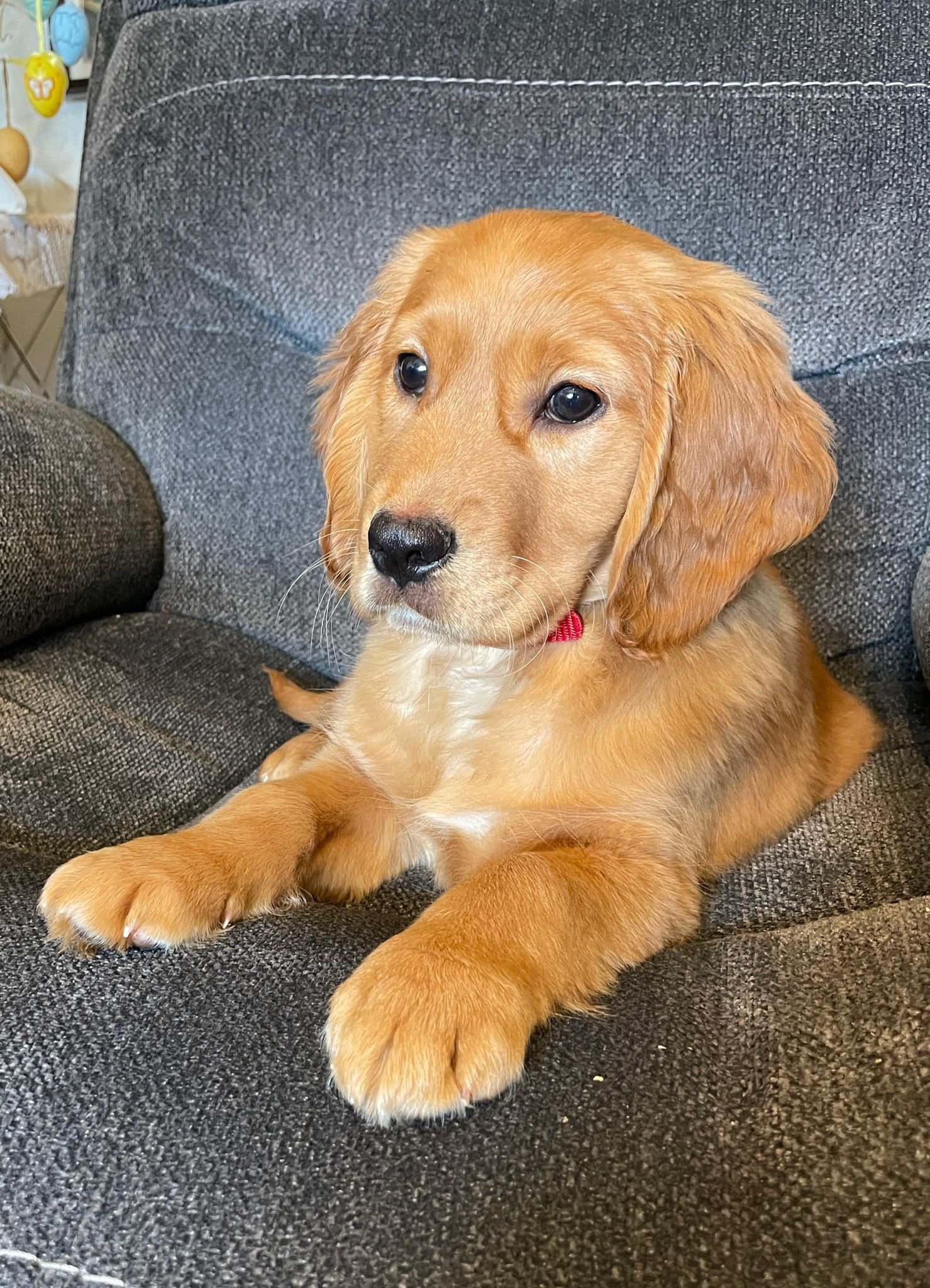 Our puppies in their loving new homes