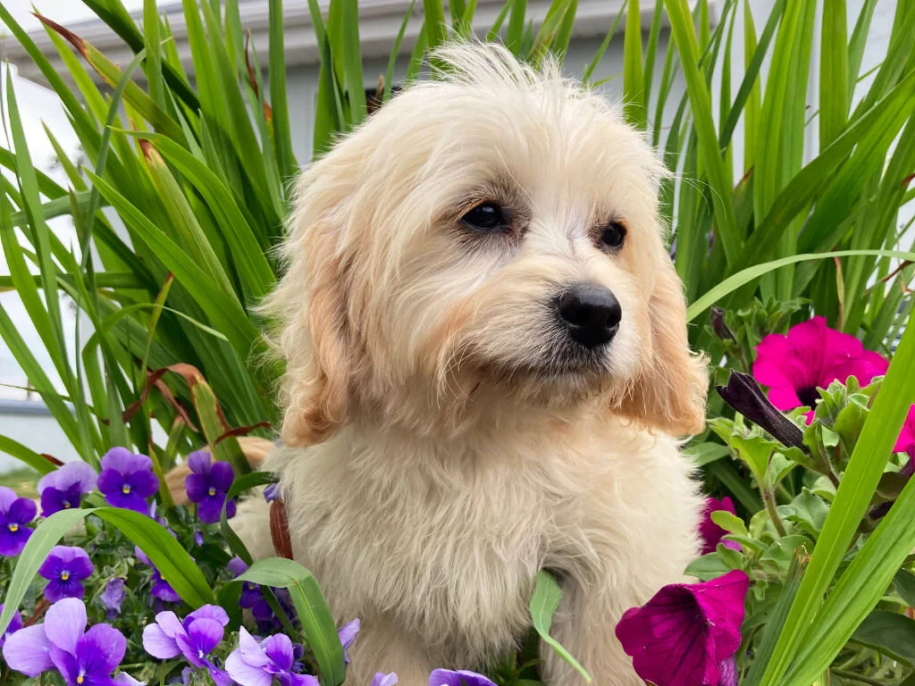 Green Valley Kennel Cavachon, Golden Retriever and Golden Cocker