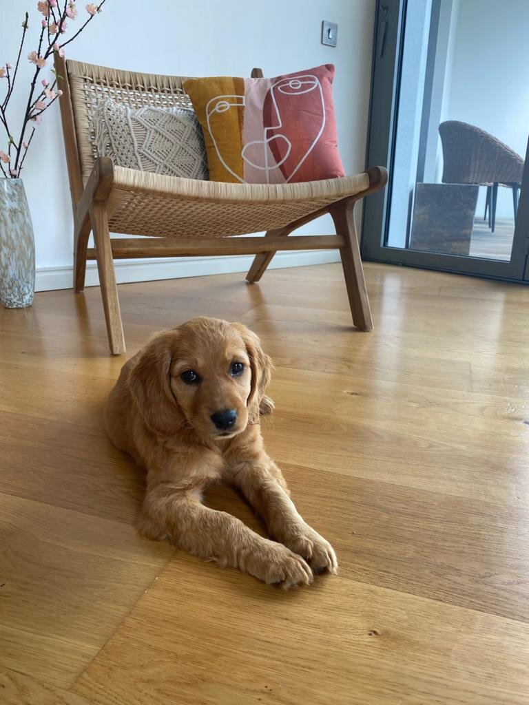 Our puppies in their loving new homes