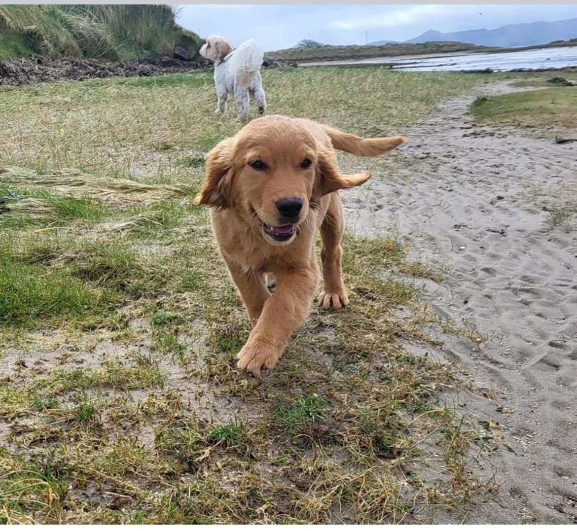 Our puppies in their loving new homes