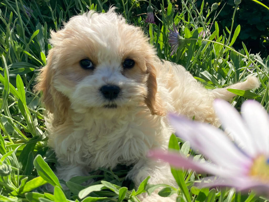 Cavachon Puppies for Sale | Lancaster Puppies | Cavachon puppies, Puppies,  Cavachon