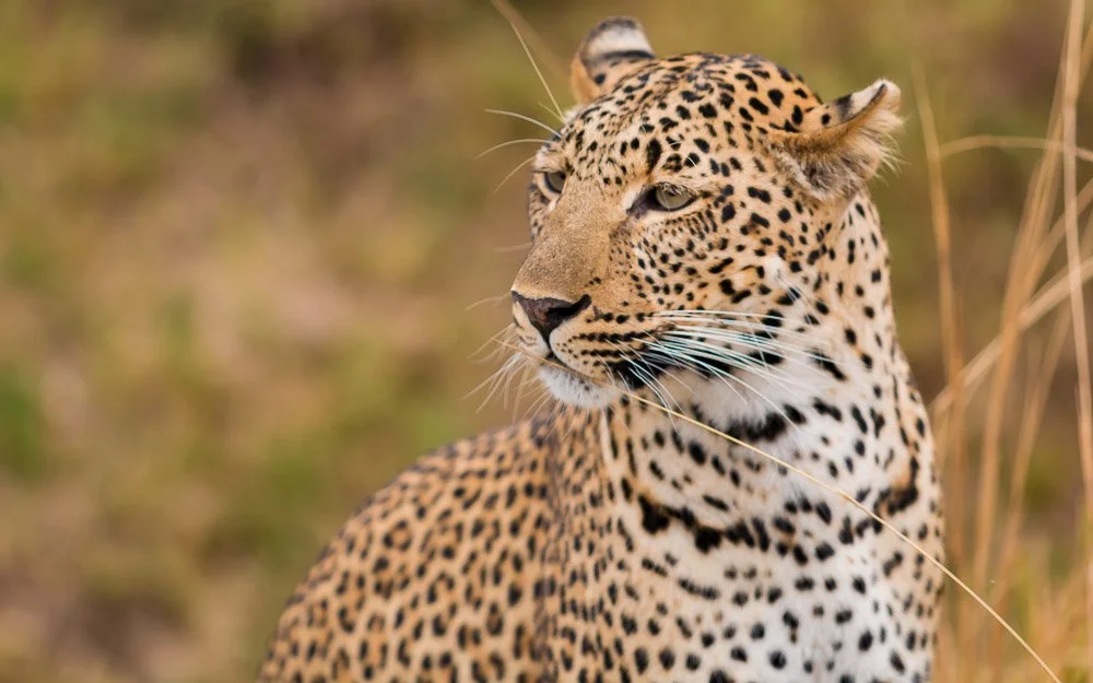 A leopard resting among long grass