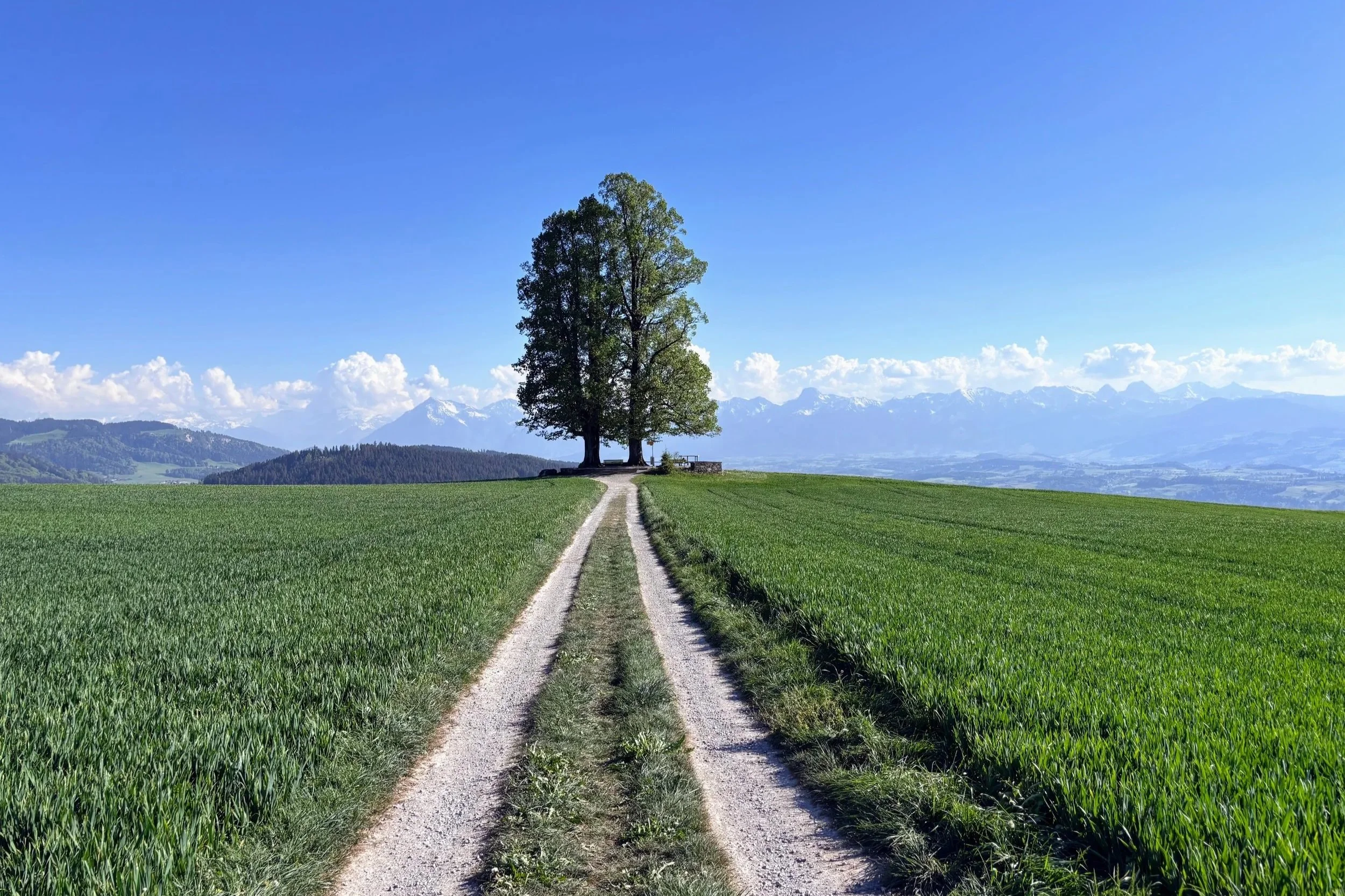The famous two trees at Ballenbuhl viewpoint in Switzerland with a panoramic view of the Bernese Alps in the background