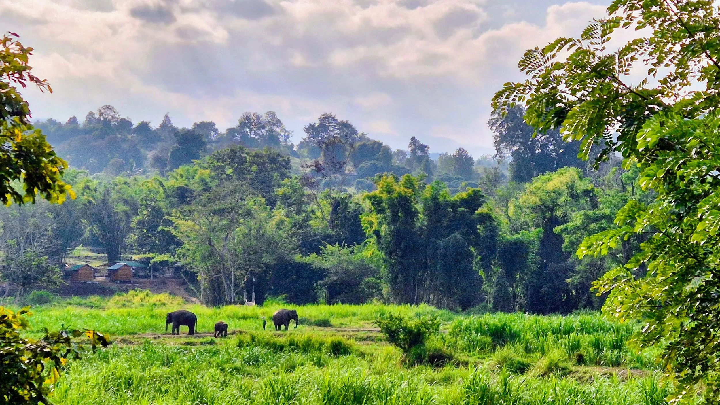 Cultivating My Inner Elephant - Chiang Mai