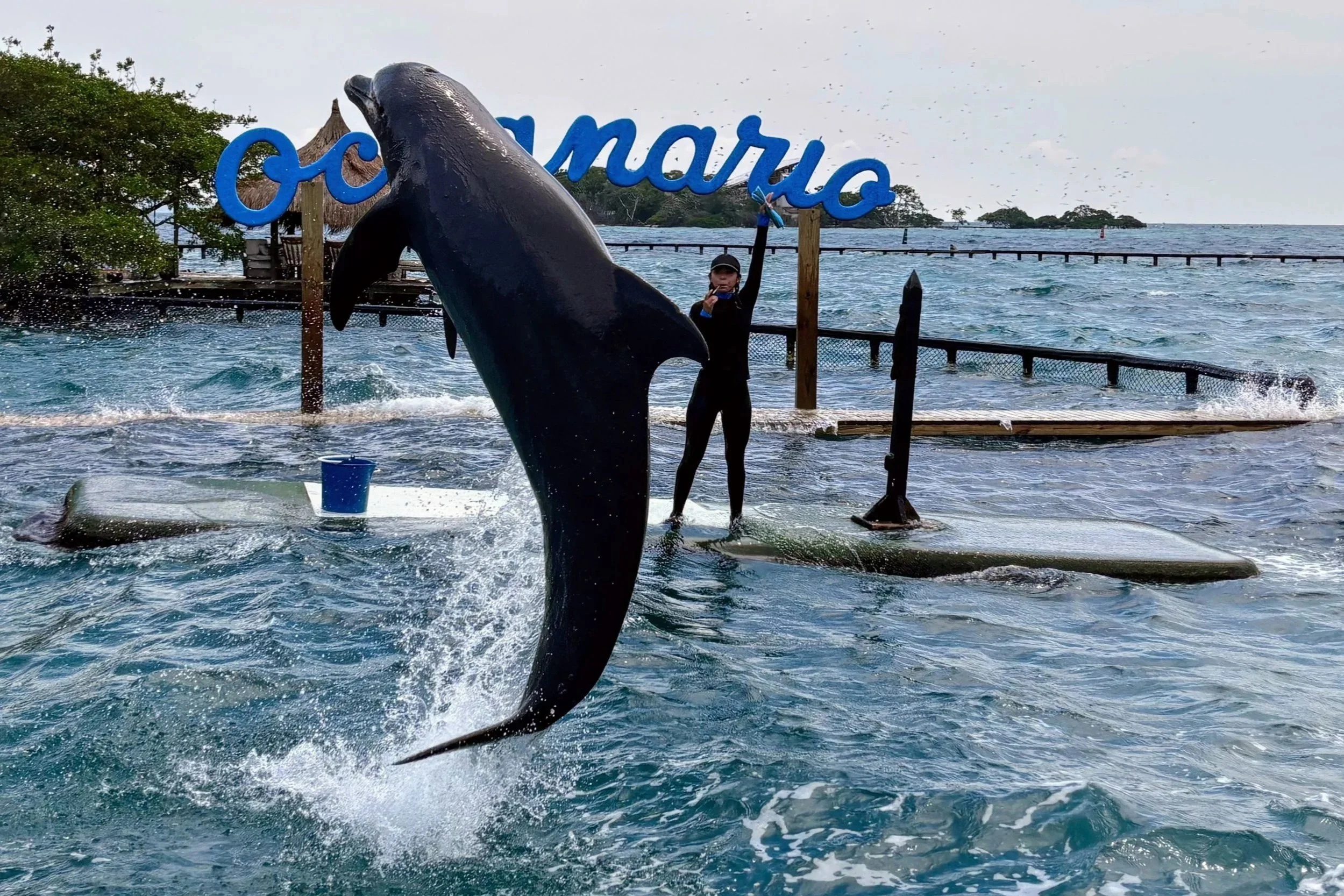 A dolphin jumping out of water, with the instructor whistling, in the Oceanario natural reserve park in the Rosario islands, Cartagena, Colombia