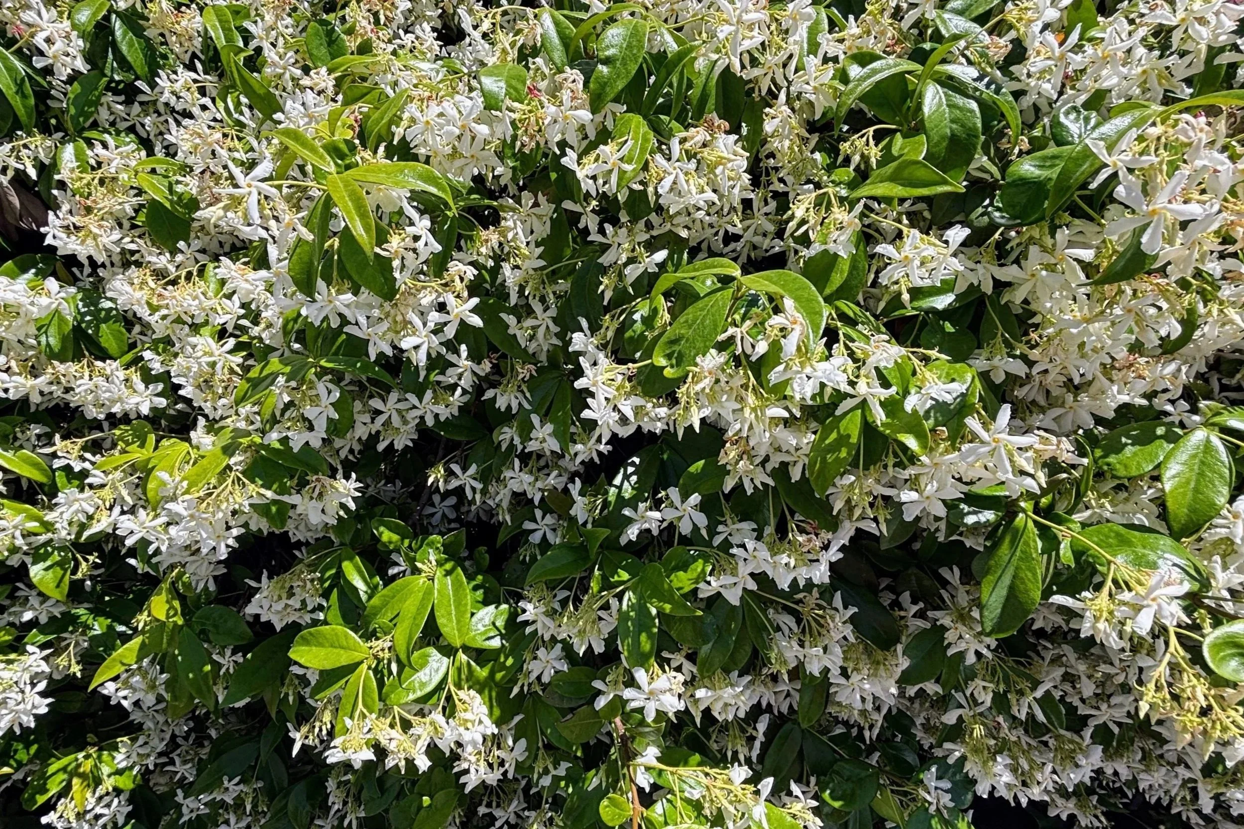A wall of white jasmine flowers and green leaves