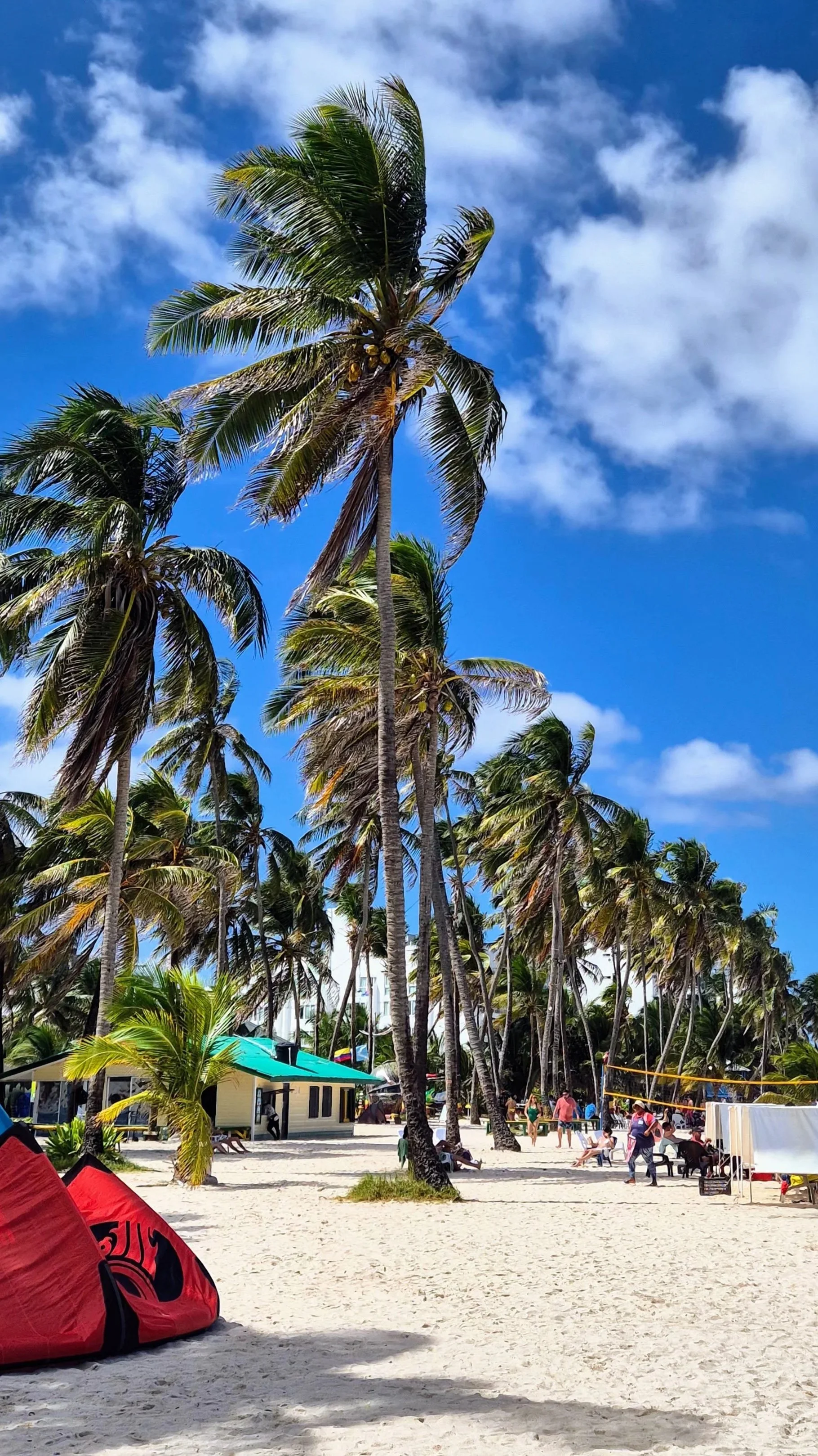 Palmtrees on a white sand on San Andres Island Colombia