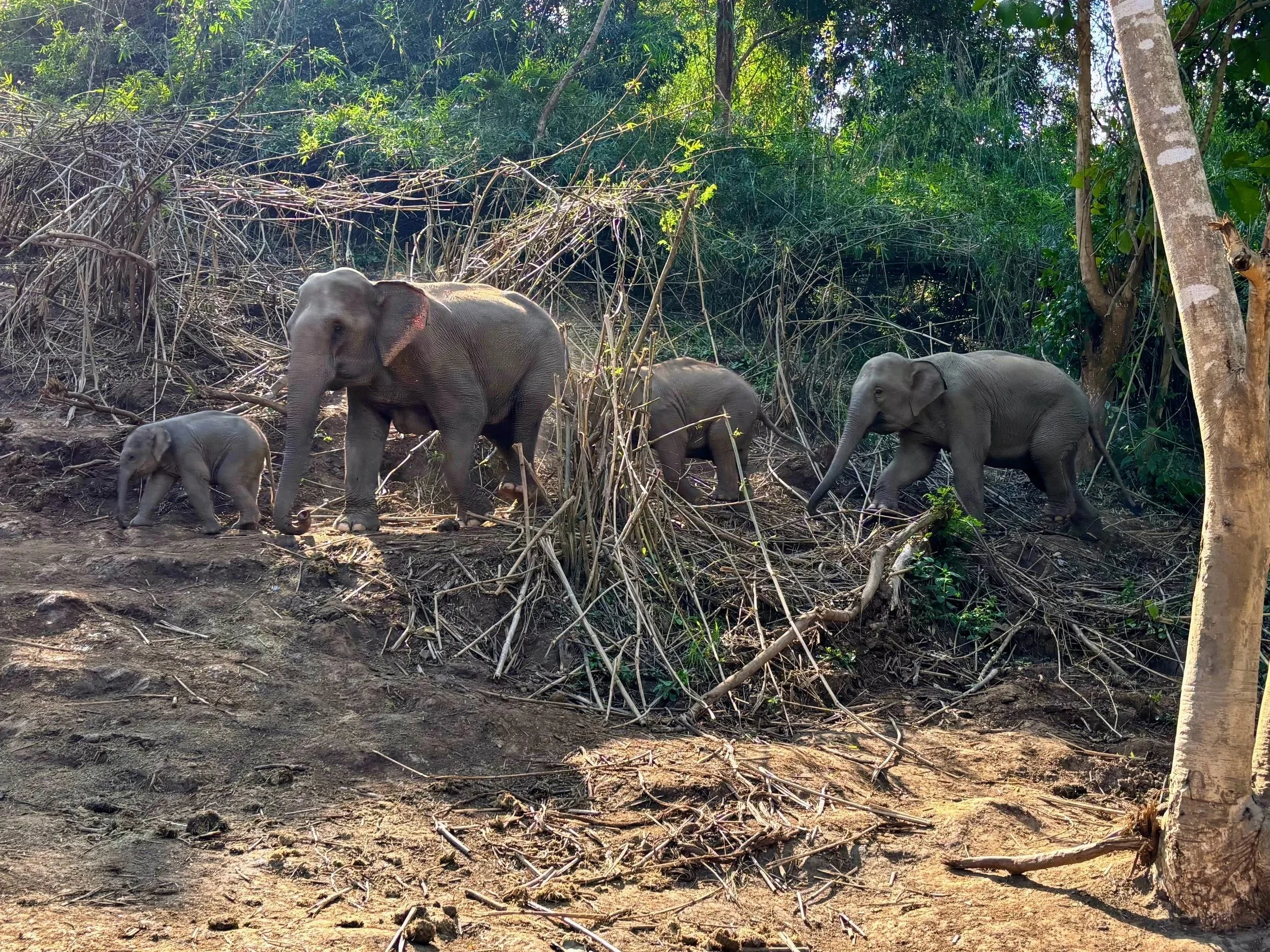 Elephants roaming in the rescue center grounds in Chiang Mai, Thailand.