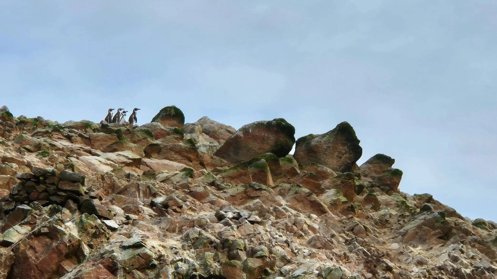 Humboldt Penguins standing on the top of a rocky island in the Ballestas Islands in Peru