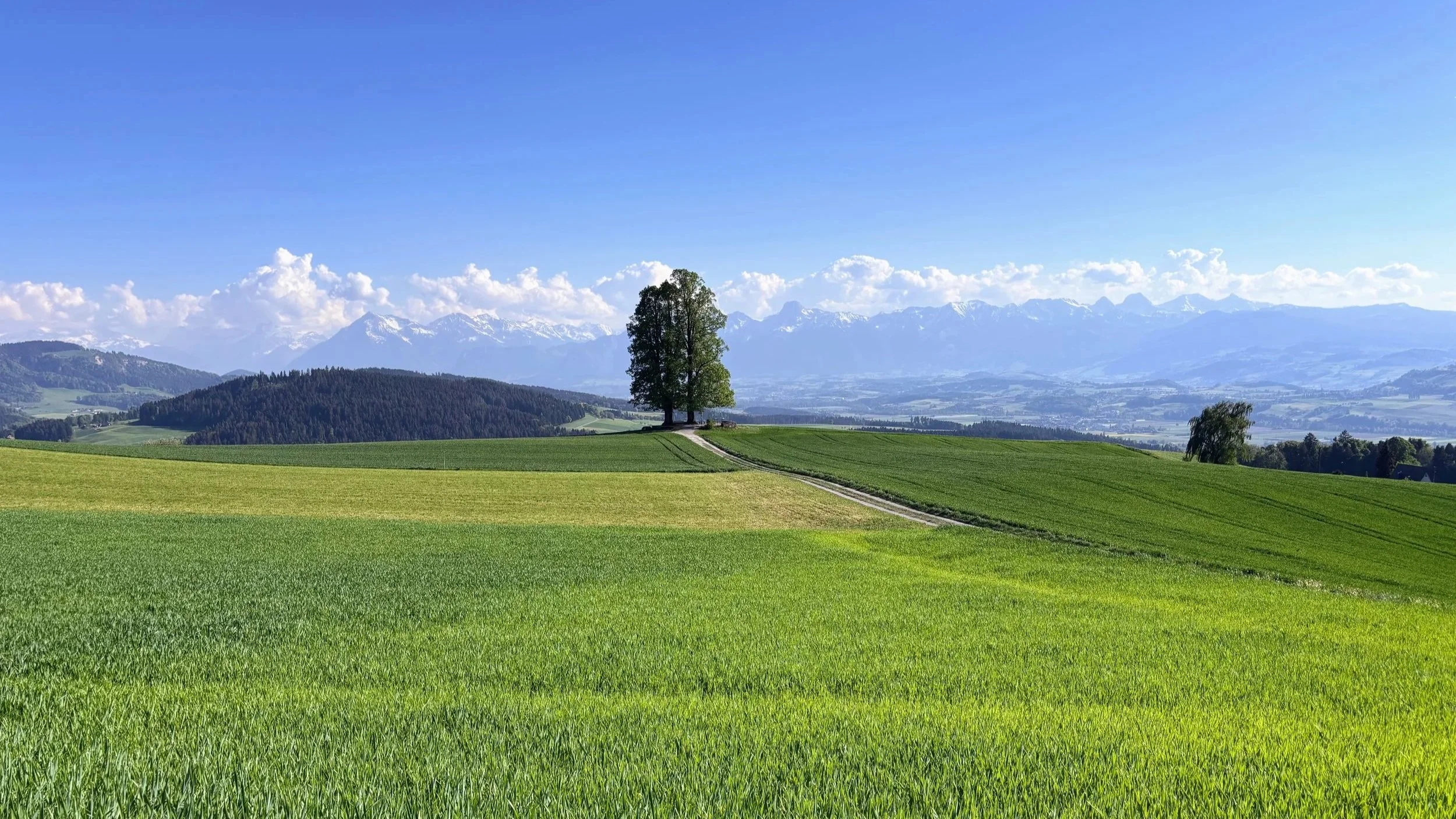 A scenic landscape near the Ballenbuhl viewpoint in Switzerland, with lush green fields, two intertwined trees, and snow-capped peaks of the Bernese Alps in the background under a blue sky with scattered clouds.