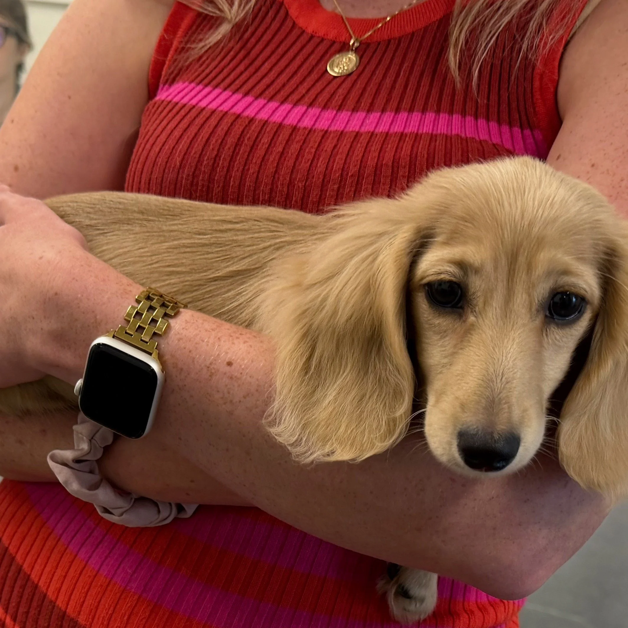 When we are on touring therapeutic programs, we enjoy the conversations with clinicians. But, truthfully, the best part is meeting the animals. This is Francine, a mini long-haired dachshund at (@launchcenters) Launch Centers in Los Angeles. Launch C