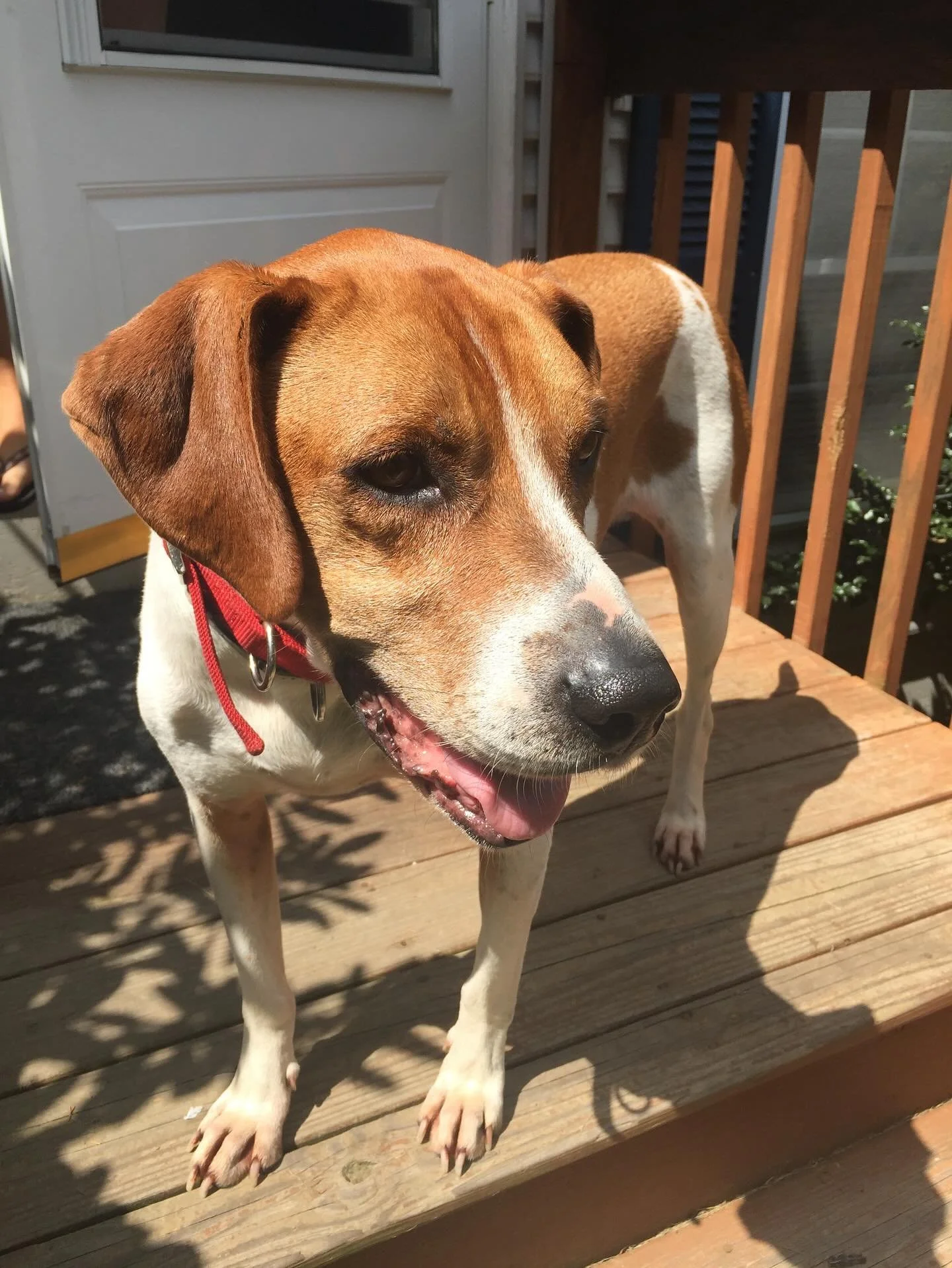 We are devastated to share the sad news of the passing of our beloved Brown Dog. Hank was more than just our job site companion and mascot; he was our best guy. He brightened everyone&rsquo;s day and was always ready for a nap on the job. He will be 