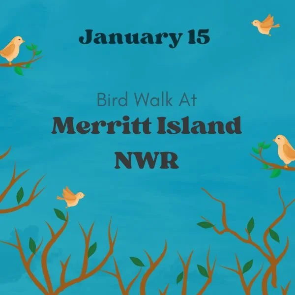 Bird Walk to Merritt Island NWR