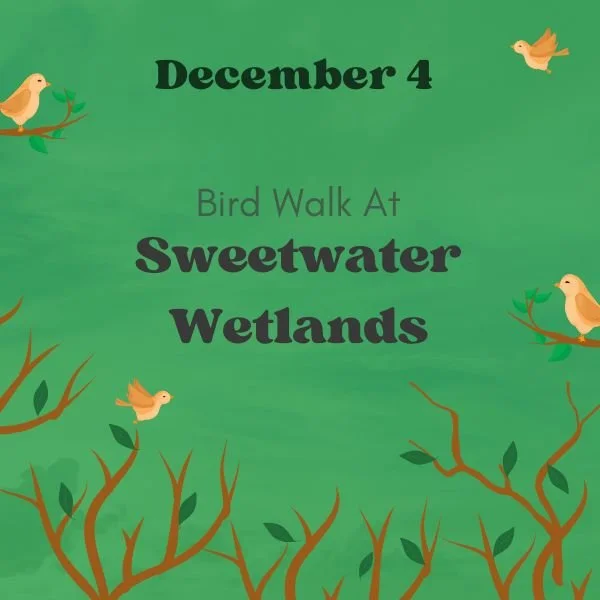 Bird Walk to Sweetwater Wetlands Park