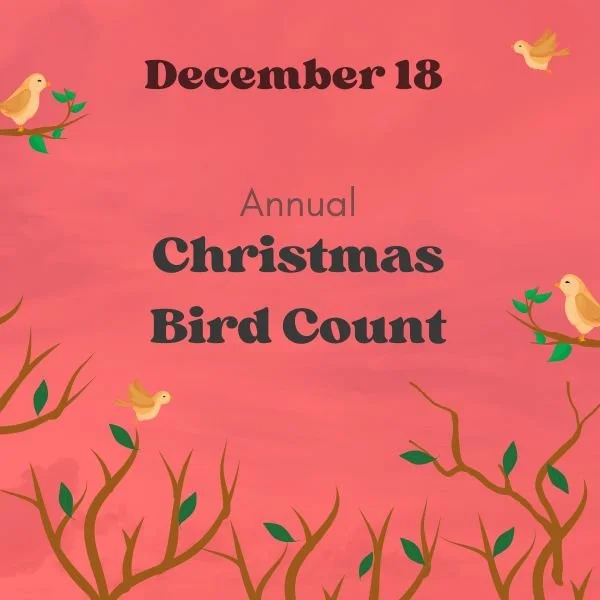 Christmas Bird Count