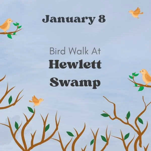 Bird Walk to Hewlett Swamp