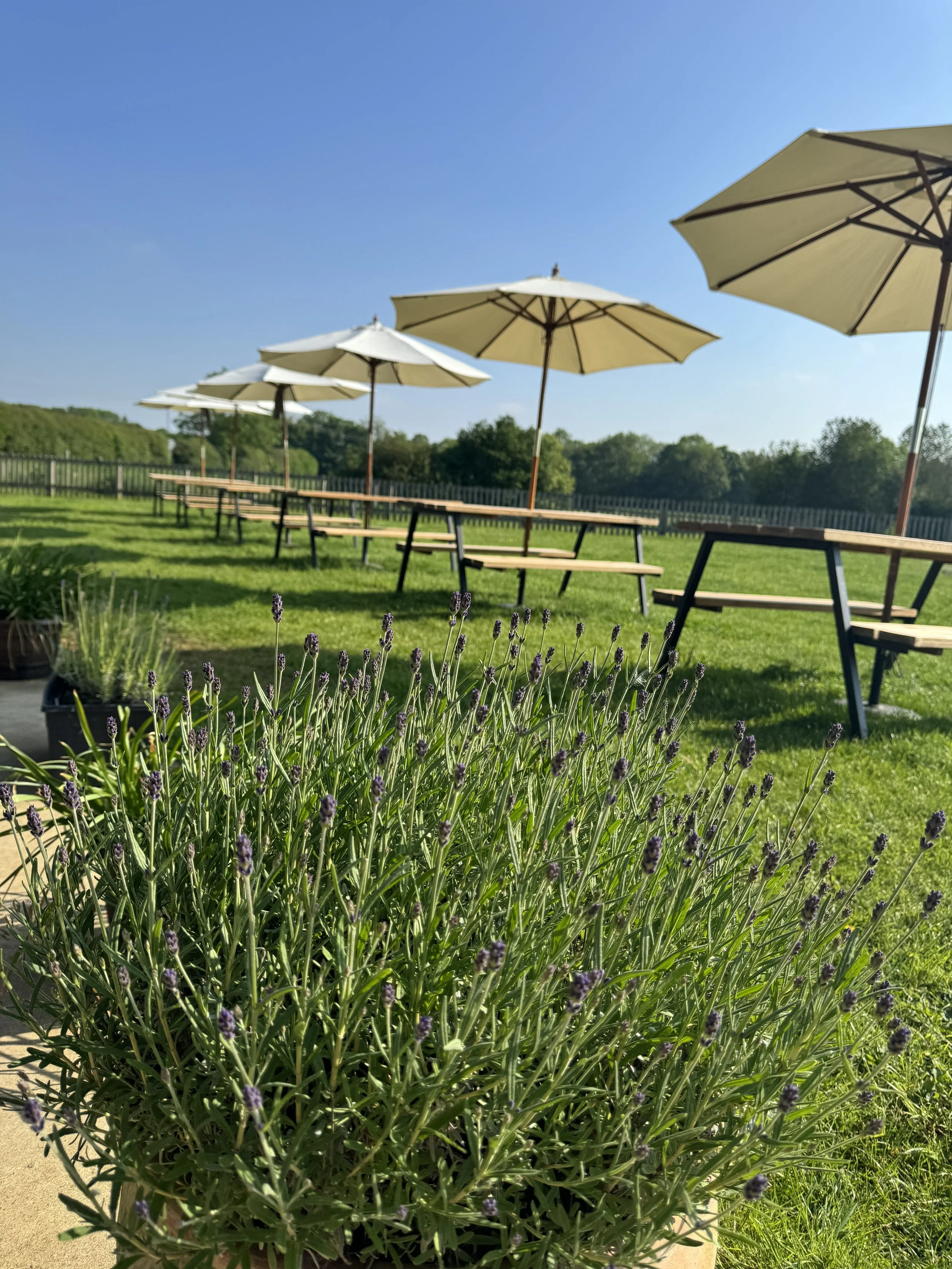 Outdoor seating area with wooden picnic tables and white umbrellas on a grassy lawn, with lavender plants in the foreground and trees in the background.