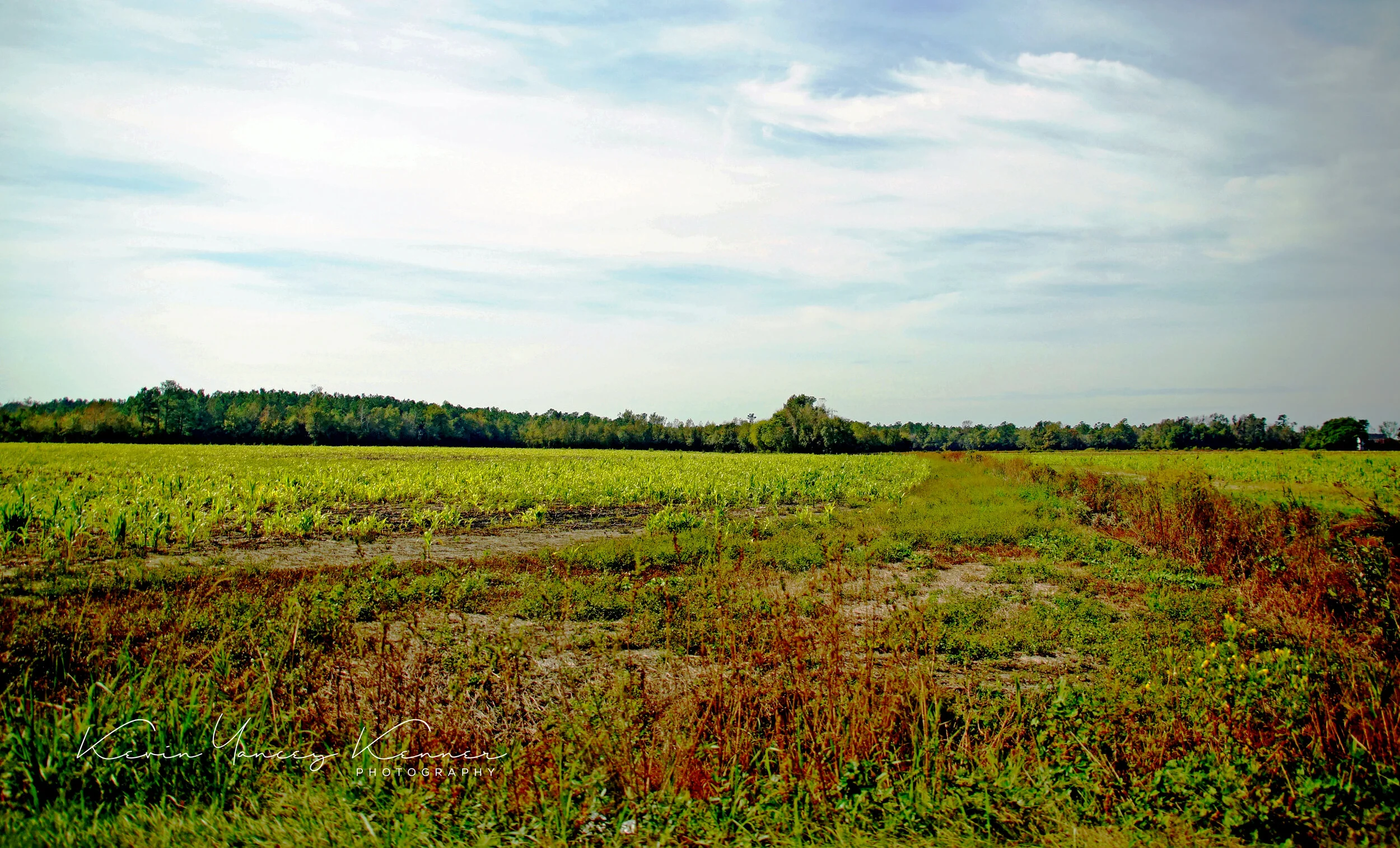 DSC08477sig.jpg