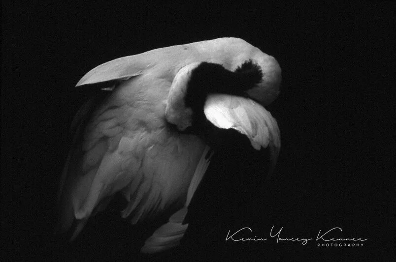PORTRAIT IN CAPTIVITY-WHITE NAPPED CRANEsig.jpg