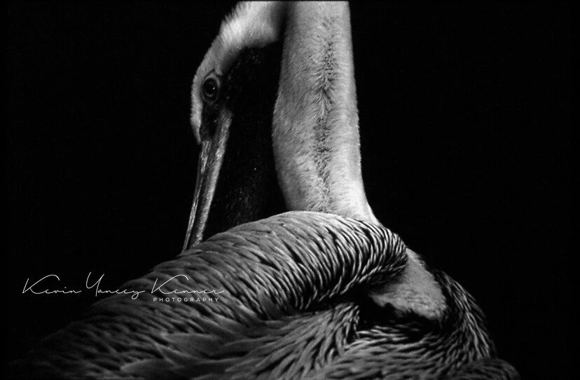 PORTRAIT IN CAPTIVITY-PELICAN  NO.jpg