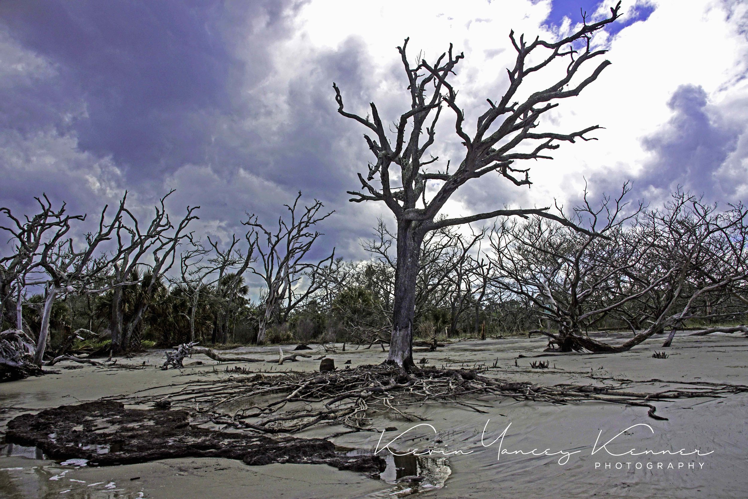 DSC05000fvivasig copy.jpg