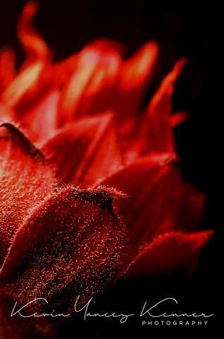 GRANDPA'S WHISKERS.jpg