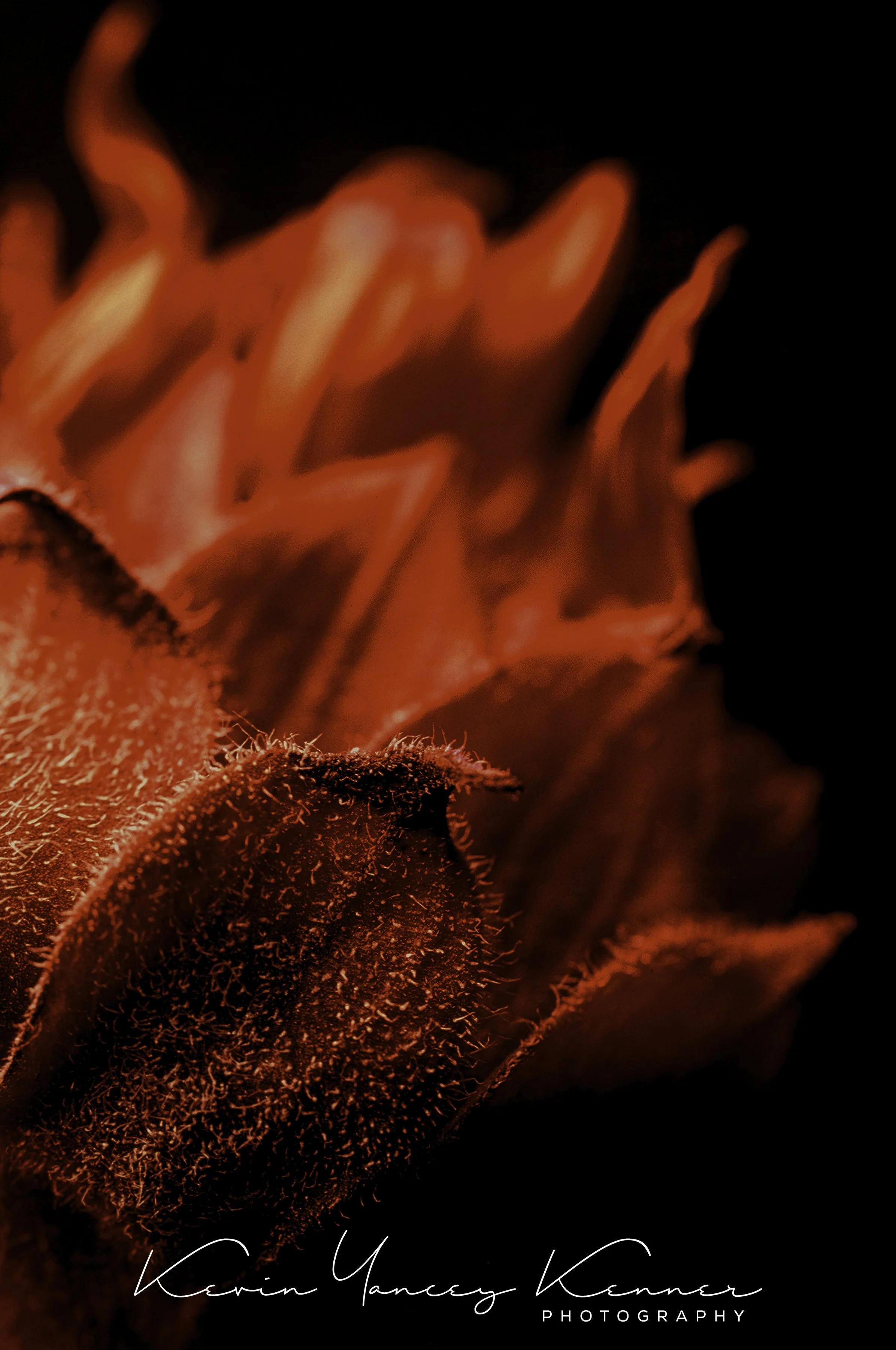 GRANDPA'S WHISKERSa3cropsig.jpg