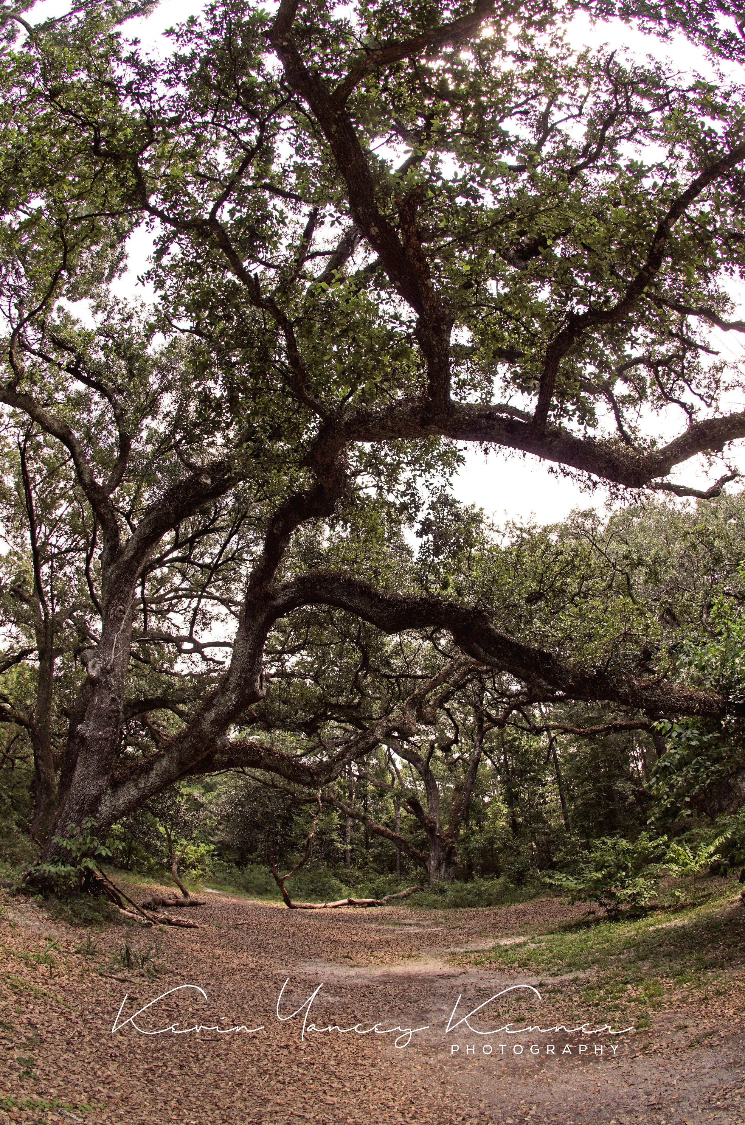 DSC00653f2sig copy.jpg