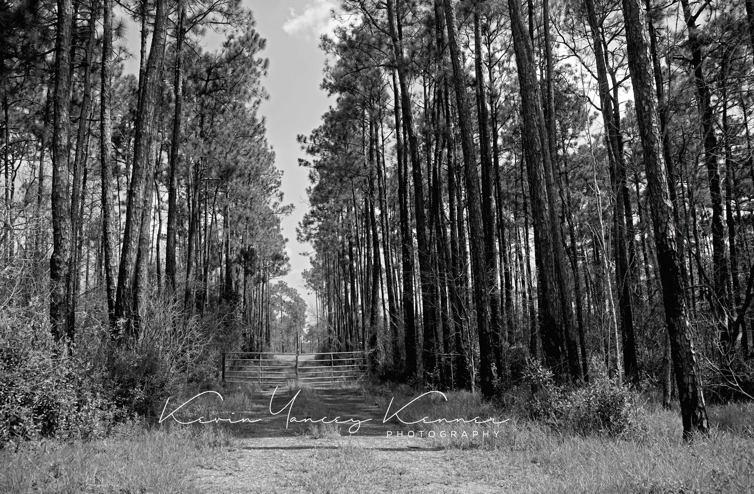 DSC00588f2sig copy.jpg