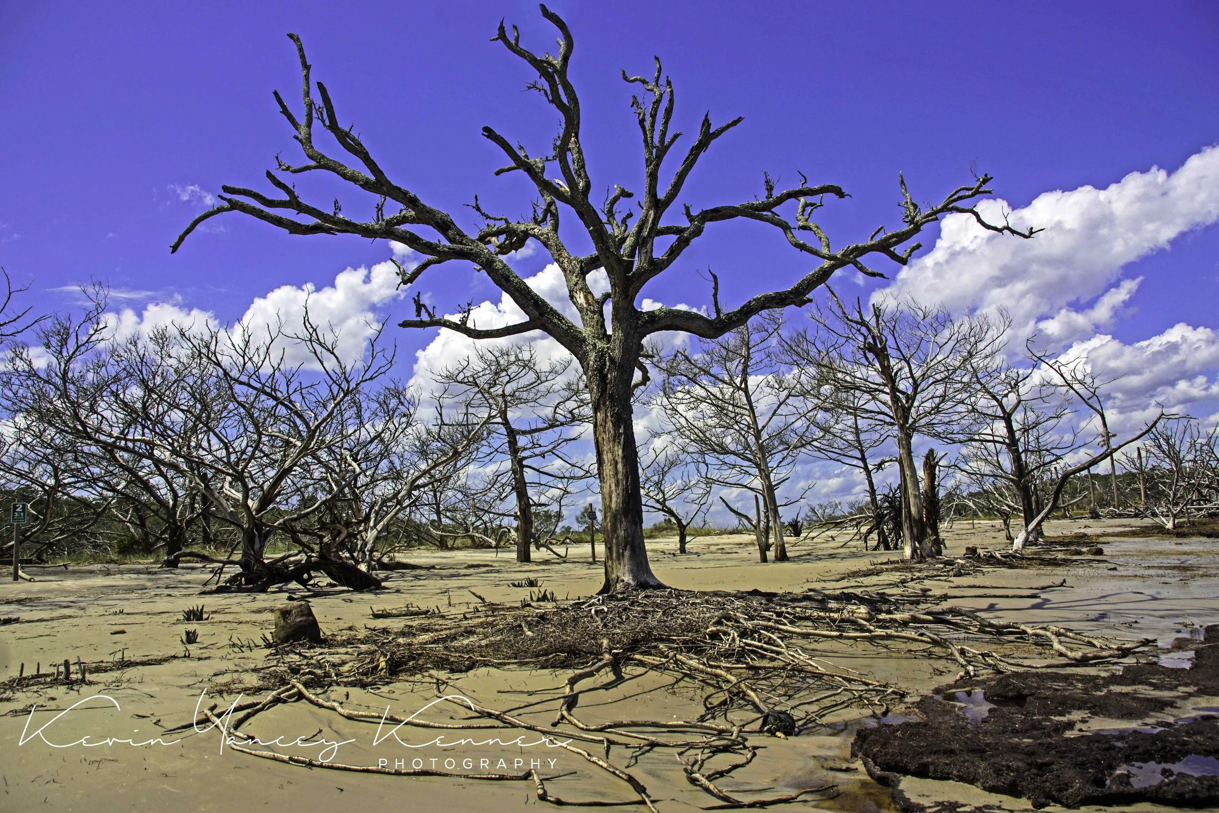 DSC04985fvivsig copy.jpg