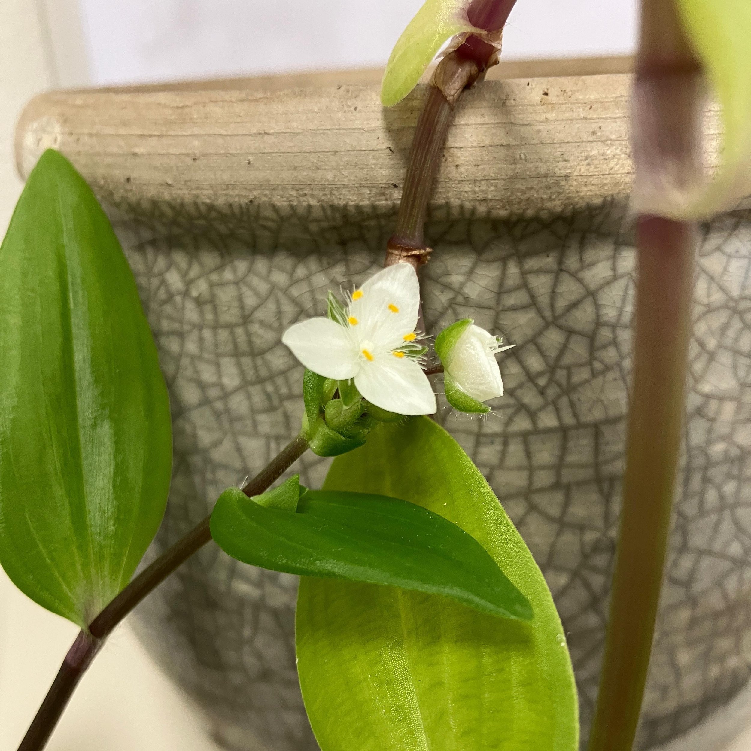 Happy Wednesday ✨

I&rsquo;ve just noticed this little flower has emerged on one of the office plants, and it&rsquo;s made me smile 🌼

If today feels difficult, I hope this brightens your day a bit too, even if only for a moment 🛋

#HappyWednesday 