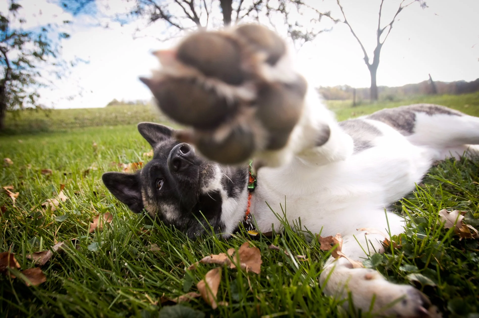 dogs201315568.jpg