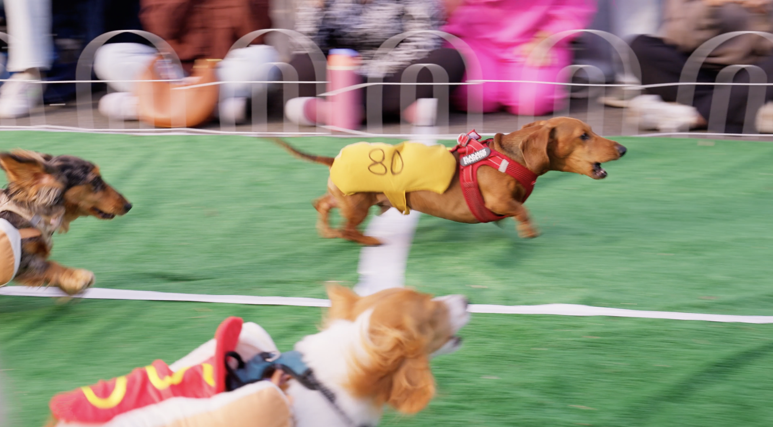 Capturing the Action at Lucky’s Wiener Dog Race