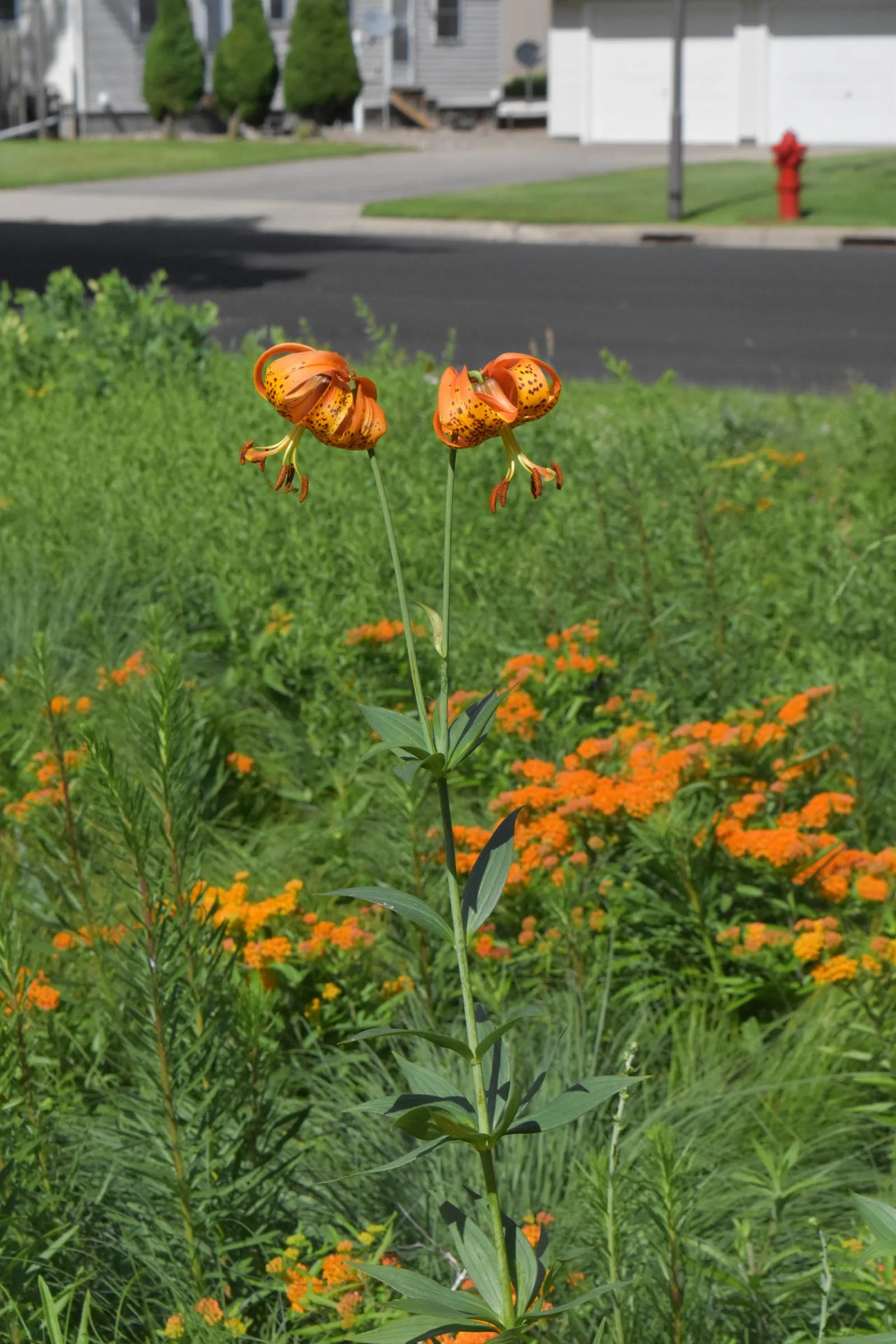 Lilium-michiganense-Michigan-Lily-buy-minnesota-native-plant-nursery-68.jpg (Copy)