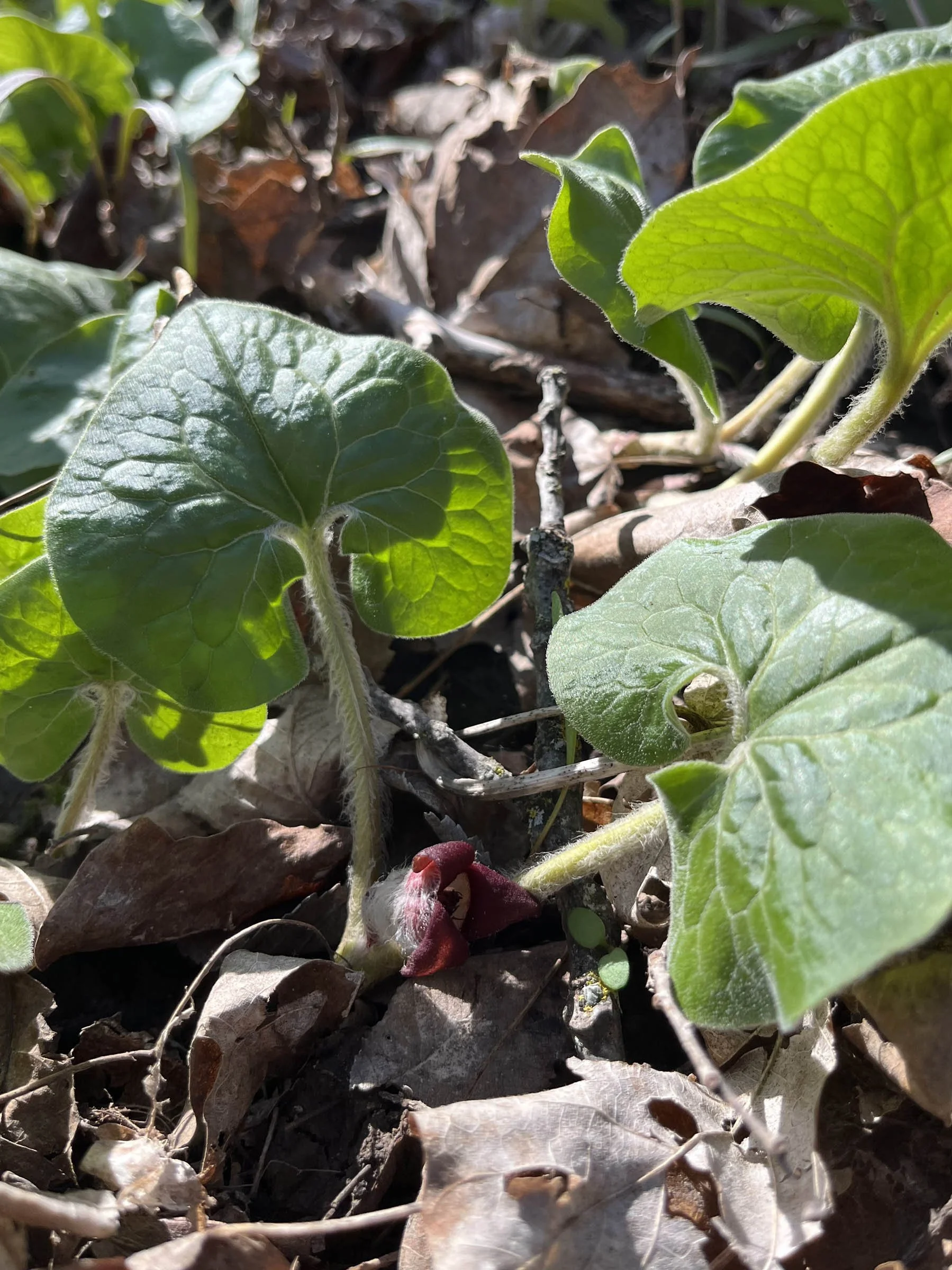 Asarum-canadense-Wild-Ginger-buy-minnesota-native-plant-nursery-71.jpg