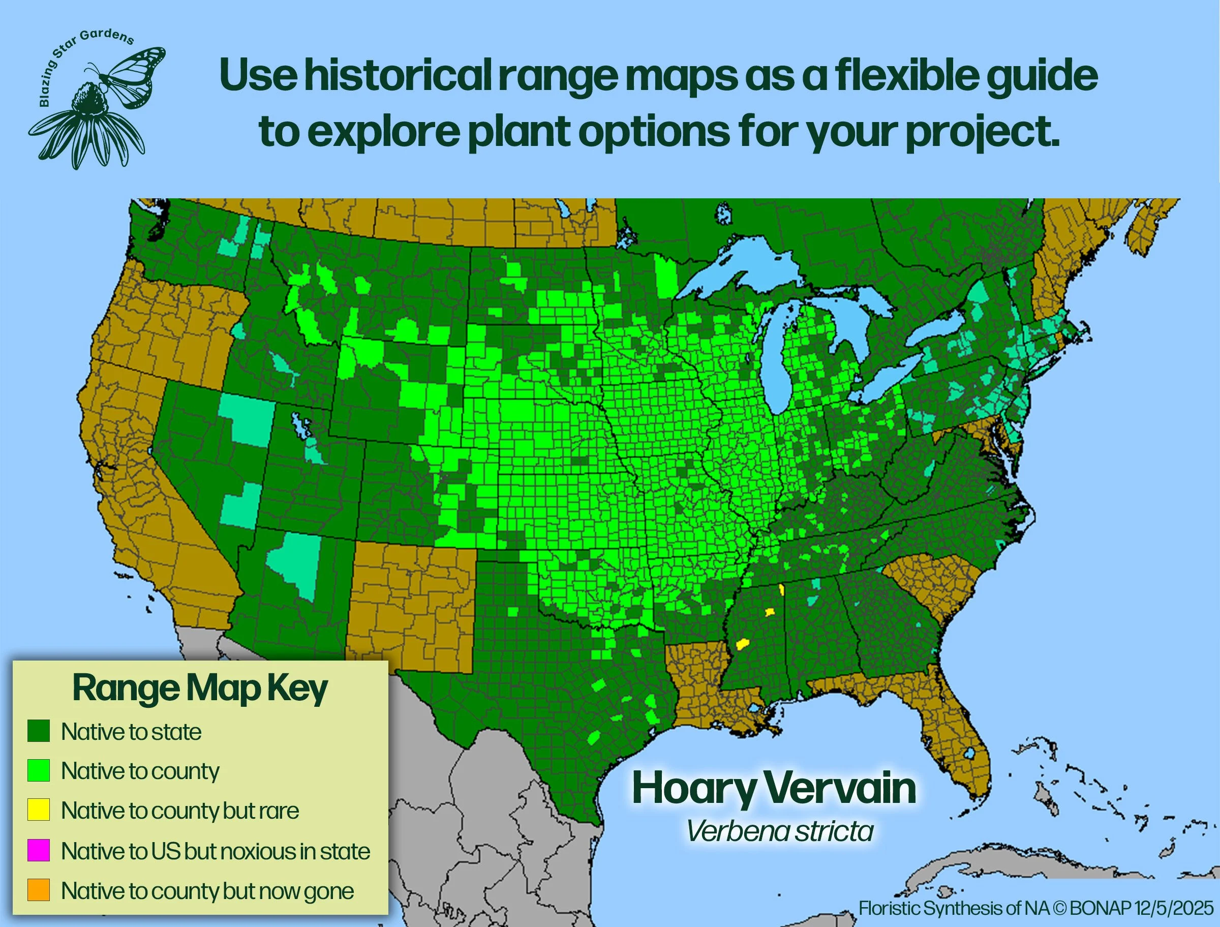 Native-range-map-for-Hoary-Vervain-Verbena-stricta-Native-plant-wild-flower-nursery.jpg