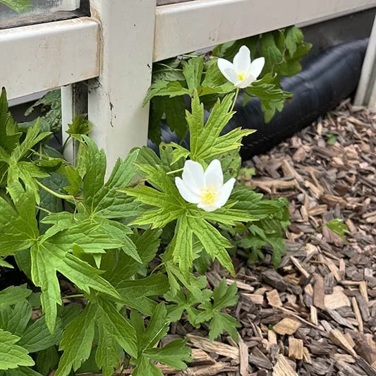 Canada Anemone Anemone canadensis buy Minnesota native plants (4).jpeg