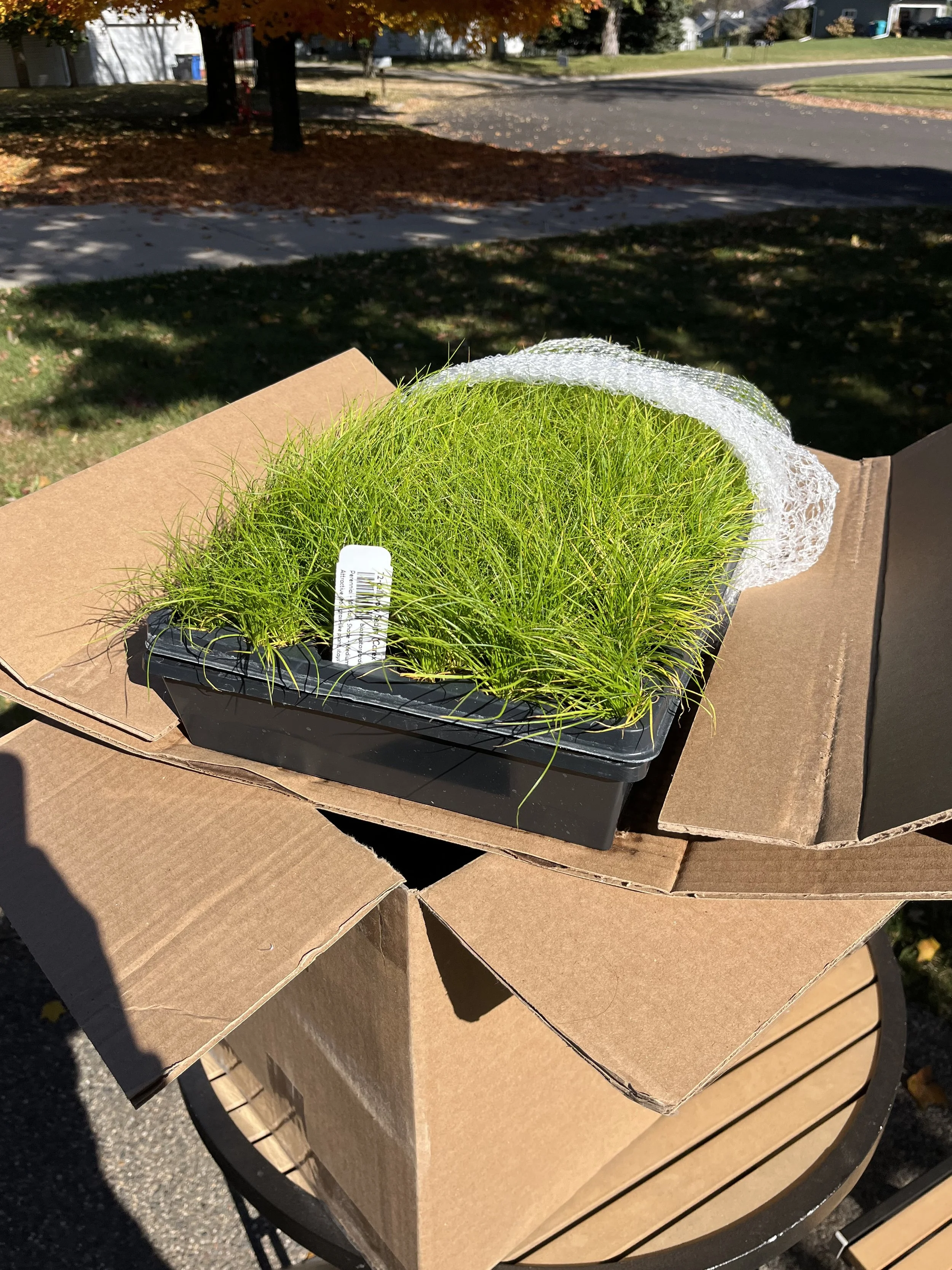Cardboard boxes of native plant plugs wrapped in netting that were shipped from a native plant nursery in Minnesota