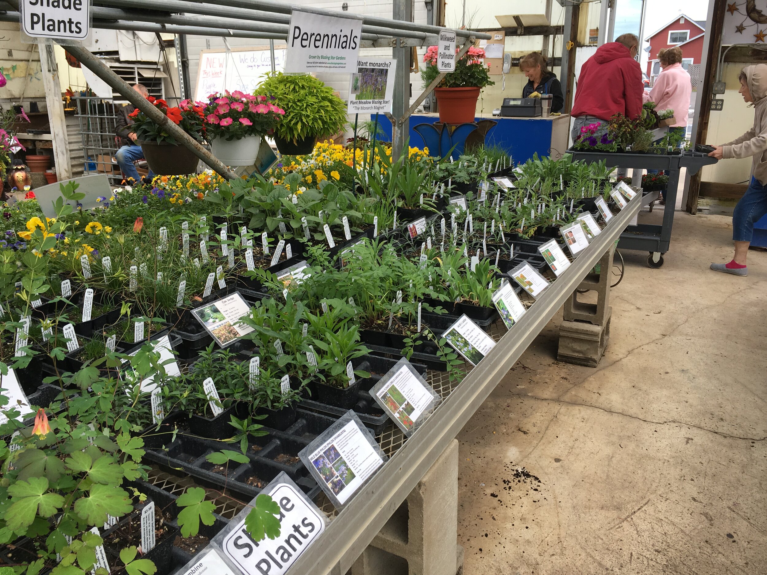 Flowers — Online Native Plant Store — Blazing Star Gardens