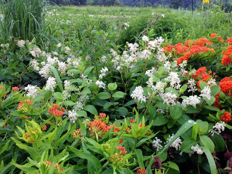 Image of Columbine New Jersey tea companion plant