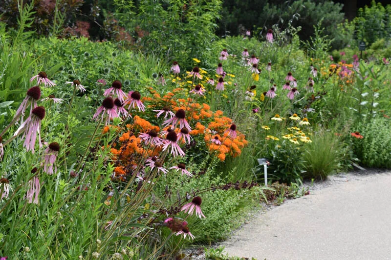 Pale Purple Coneflower (Echinacea pallida) 3pack of pots — Blazing