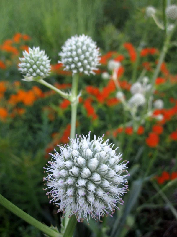 Rattlesnake Master (Eryngium yuccifolium) 3pack of pots — Blazing Star