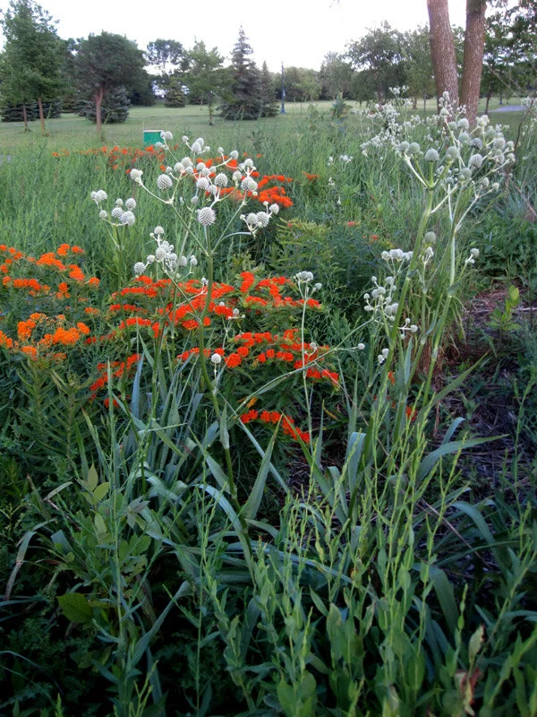 Rattlesnake Master (Eryngium yuccifolium) 3pack of pots — Blazing Star