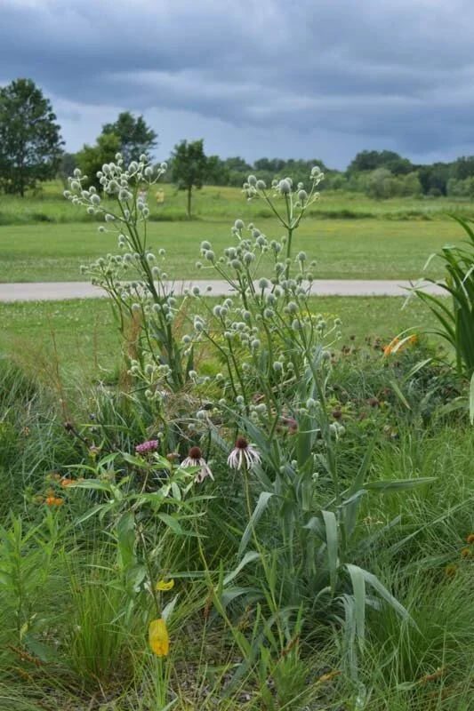Rattlesnake Master (Eryngium yuccifolium) 3pack of pots — Blazing Star