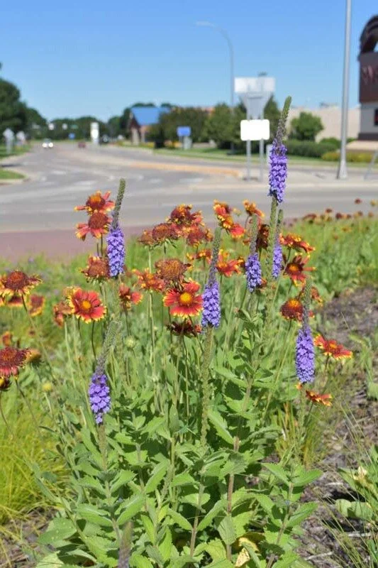 Blanket Flower (Gaillardia aristata) — Blazing Star Gardens