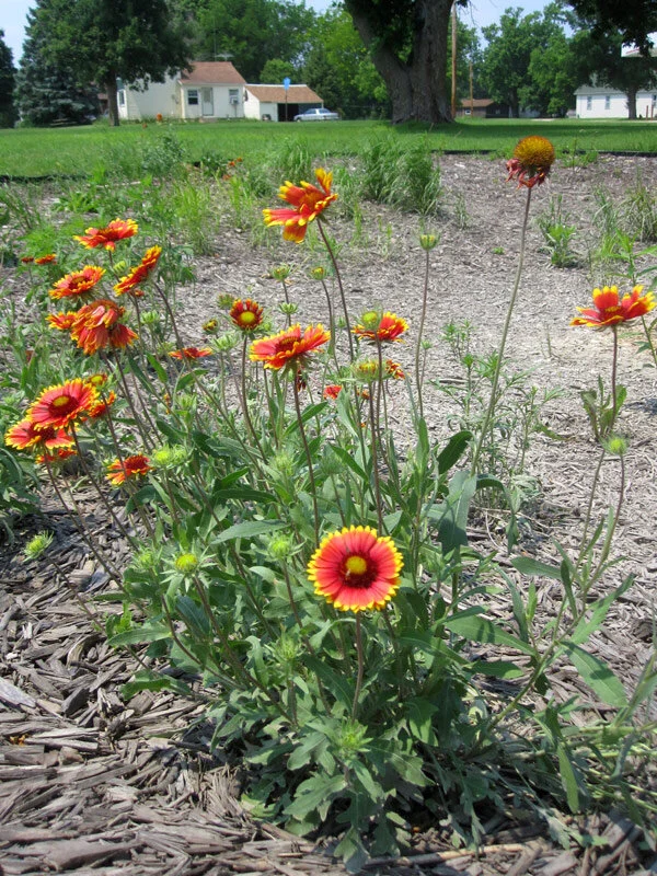 Blanket Flower (Gaillardia aristata) — Blazing Star Gardens