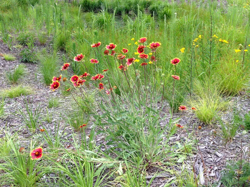 Blanket Flower (Gaillardia aristata) — Blazing Star Gardens