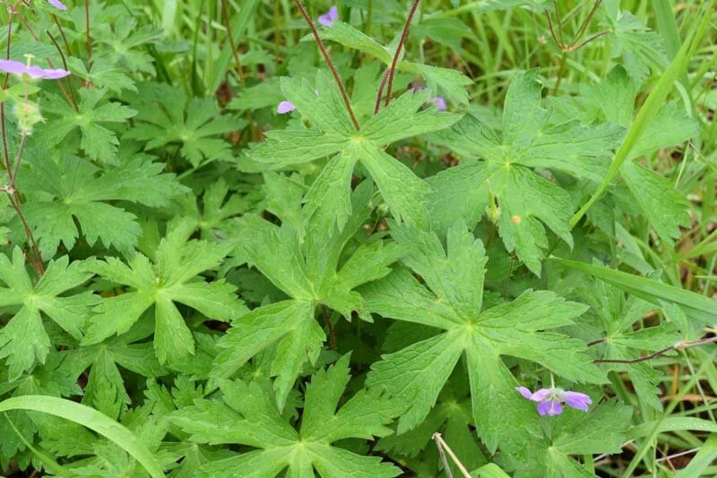 Wild Geranium (Geranium maculatum) 3-pack of pots — Blazing Star Gardens