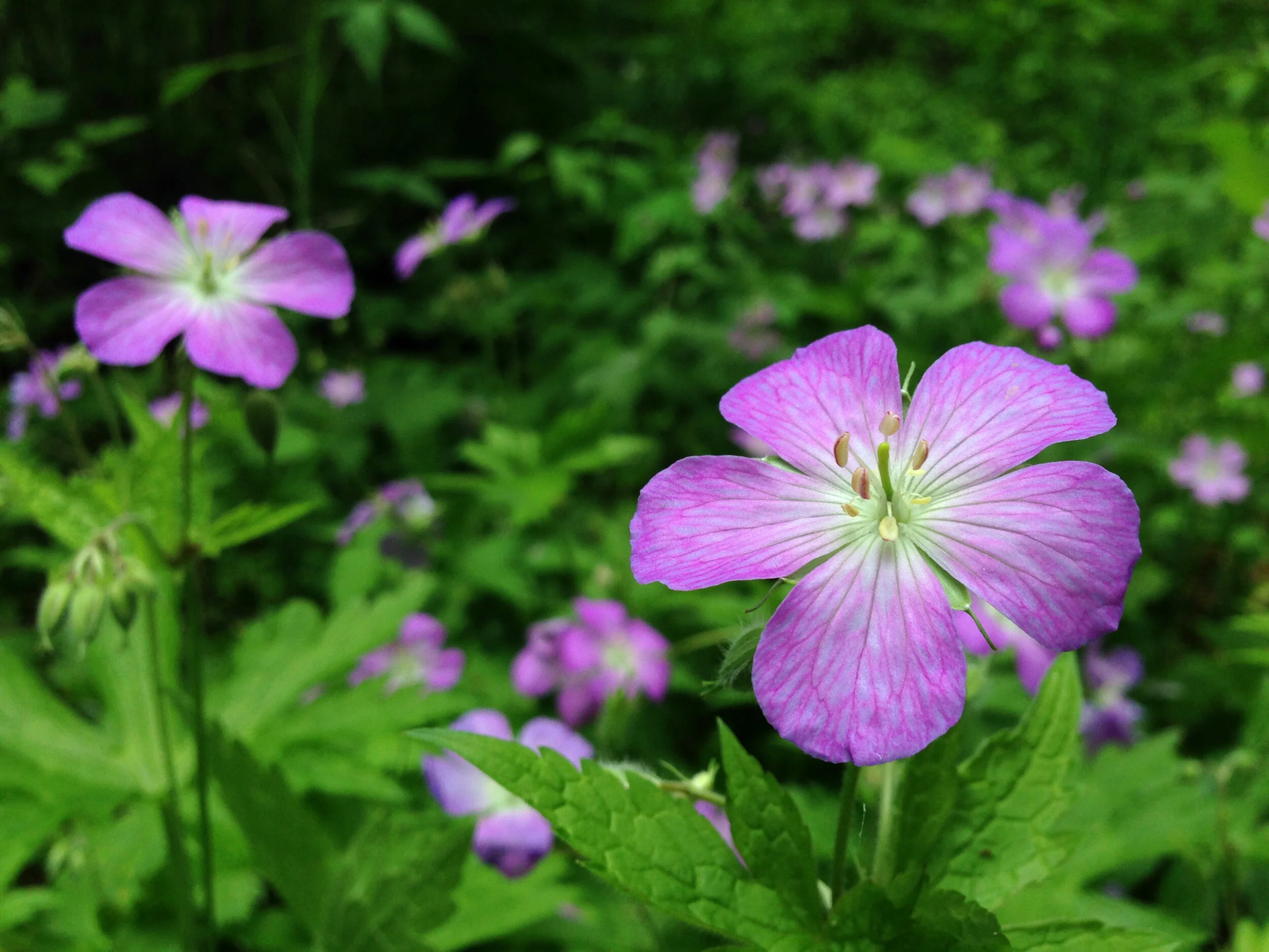 Wild Geranium (Geranium maculatum) 3pack of pots — Blazing Star Gardens