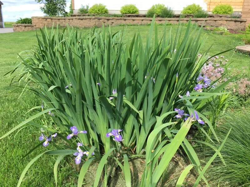 Blue Flag Iris Plant